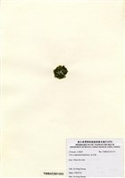 藏品(牡丹菜)的圖片